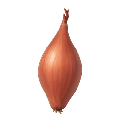 Shallot