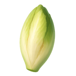 Endive