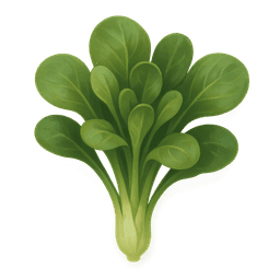 Lamb's lettuce